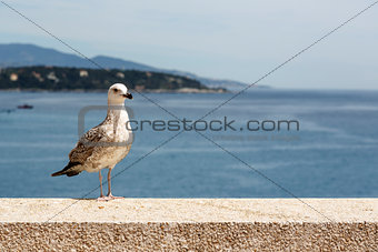 Seagull stands on the stone wall