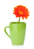 Orange gerbera flower in tea cup