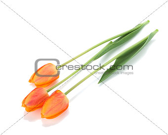 Three lying tulips