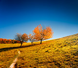 Colorful autumn landscape. Ukraine, Europe