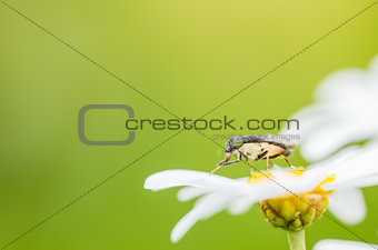White daisy or Leucanthemum vulgare