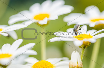 White daisy or Leucanthemum vulgare