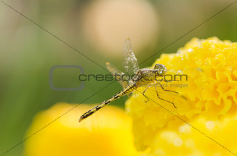 Marigolds or Tagetes erecta flower and dragonfly