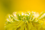 Marigolds or Tagetes erecta flower and water drops