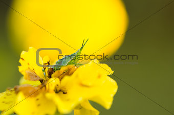 Marigolds or Tagetes erecta flower and grasshopper