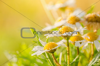 White daisy or Leucanthemum vulgare and water drops