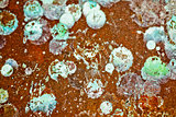 mysteryous rusty or paint drops closeup background