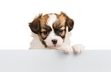 Cute small puppy Papillon leans on blank banner