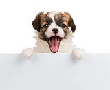 Puppy Papillon with open mouth