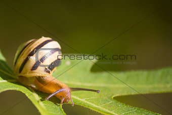 Snail on green fig tree leaf