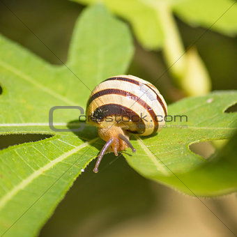 Snail on green fig leaf