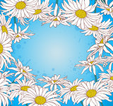 Chamomile on a blue background