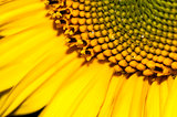 drop of water on ripe sunflower close up