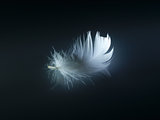 White, delicate feather.