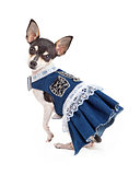 Adorable Chihuahua Dog in Blue Dress With White Lace