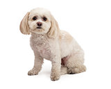 Adorable Maltese And Poodle Mix Breed Dog Sitting
