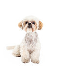 Adorable Poodle and Maltese Mix Breed Dog Sitting