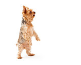 Adorable Yorkshire Terrier Puppy Dancing