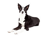 Alert Border Collie Mix Breed Dog Laying