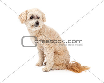 Alert Maltese and Poodle Mix Dog Sitting