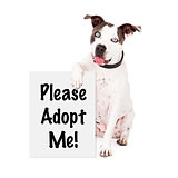 American Staffordshire Terrier Rescue Me
