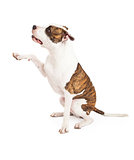 American Staffordshire Terrier Dog and Paw Shake