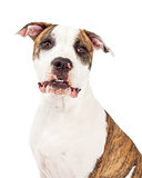 American Staffordshire Terrier Dog Head Shot