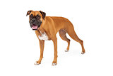  An Attentive Boxer Dog Standing