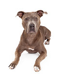 Attentive American Staffordshire Terrier Dog Laying