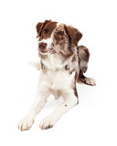Attentive And Alert Border Collie Dog Laying