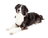  Attentive Border Collie Dog Laying