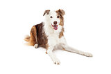 Attentive Border Collie Dog Laying