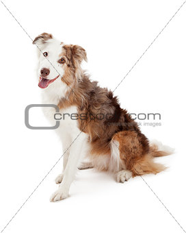 Attentive Border Collie Dog Sitting