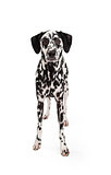Attentive Dalmatian Dog Standing