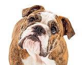 Attentive English Bulldog Closeup 