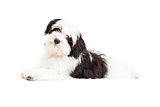 Attentive Havanese Dog Laying