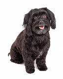 Attentive Havanese Dog Sitting With Mouth Open