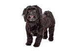 Attentive Havanese Dog Standing With Mouth Open