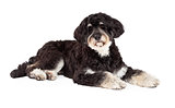 Attentive Poodle Mix Breed Dog Laying