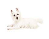  Attentive West Highland Terrier Dog Laying