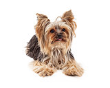Attentive Yorkshire Terrier Dog Laying Looking Forward