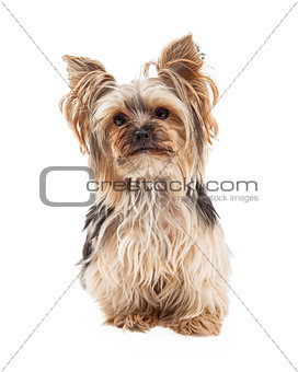 Attentive Yorkshire Terrier Dog Sitting Looking Forward