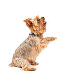 Attentive Yorkshire Terrier Puppy Extending Paw