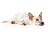 Australian Cattle Dog Laying and looking up