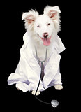 White Australian Shepherd Dog Veterinarian