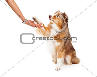Australian Shepherd Dog Extending Paw to Human
