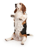 Basset Hound Dog Sitting Up