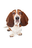 Basset Hound Dog With Sad Face
