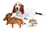 Basset Hound Dressed as a Veterinarian With a Patient