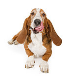 Basset Hound Dog With Tongue and Drool Stock Photo